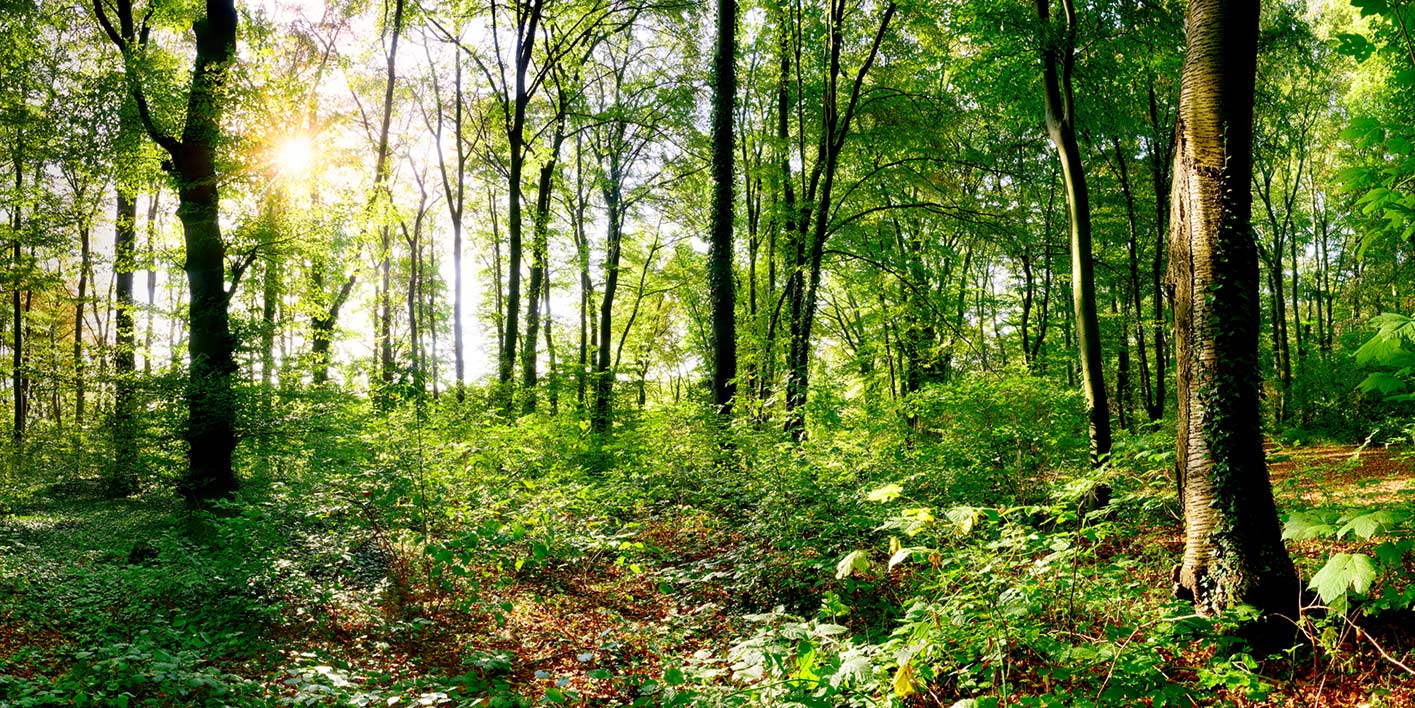 Blick in einen deutschen Laubwald - Buchenwald